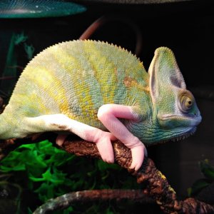 Piebald Male Veiled Chameleon