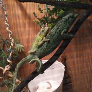 Jackson Chameleon mating