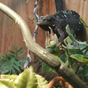Jackson's Chameleon Choke Hold