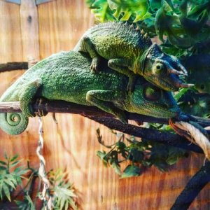 Jackson Chameleon mating