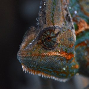 Leo After an Early Morning Misting