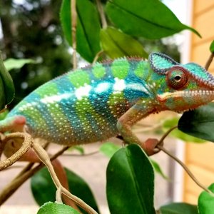 Jellybean the Ambilobe