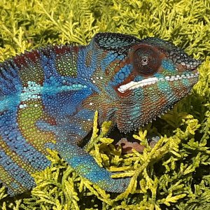 Prince in all of his glory!