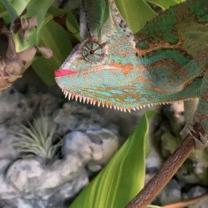 Munching Hibiscus