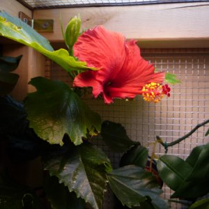 baby's first flower!

taken 11/15/09