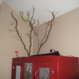 Lola's Play Area