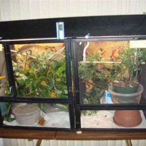 My carpet cages. They are in another room from the veileds. They will be in isolation for 4-6 weeks because they are wild caught. I am treating them b