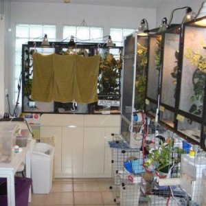 Back to the main cham room. The towels are up on two of the cages because of ready to lay females.