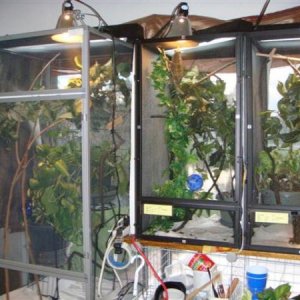My 3 male cages. The two smaller cages house my teen boys and the big cage holds an adult cham. They are named Squiggy, Draco and Merlin. Draco and Me