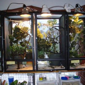 Same cages only showing the two on the right hand side house females. They aren't old enough to breed and both are shy.