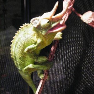NOM