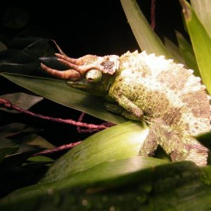 sittin' on some leaves