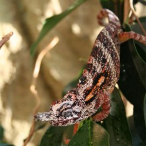 Furcifer minor male