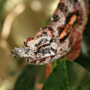 Furcifer minor male