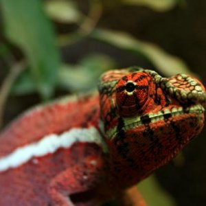 Furcifer pardalis "Ankaramy"