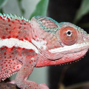 Furcifer pardalis "Ankaramy"