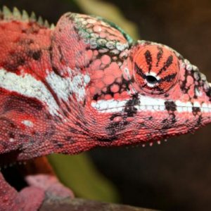 Furcifer pardalis "Ankaramy"