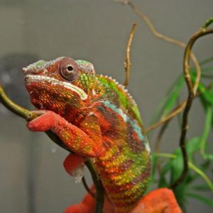 Furcifer pardalis "Sambava"