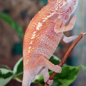 Furcifer pardalis "Sambava" female juvenile