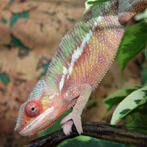 Furcifer pardalis "Sambava" male juvenile