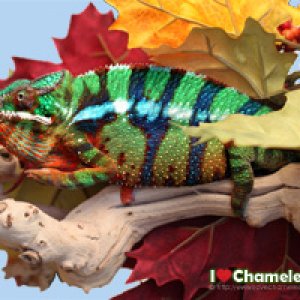 http://www.ilovechameleons.com
Free Downloads, Posters, Apparel, and More!