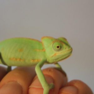 Female. 10 weeks oldish.
Late December 2009