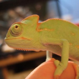Female. 10 weeks oldish.
Late December 2009