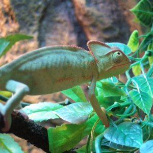 Female. Mid Januray growing fast