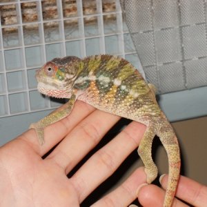6 months right when I got him