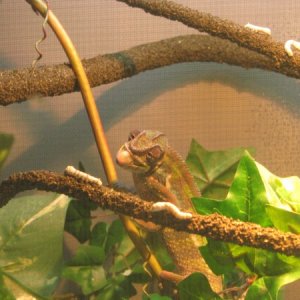 7.5 months eating a silkworm