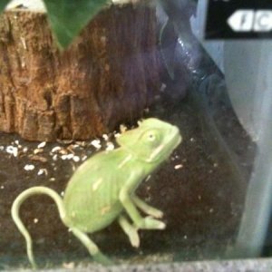 She was siting on the bottom of the cage, literally sitting... it was really strange and cute