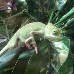 cute little female at the pet shop, she was bought though. i uploaded the pictures backwards, :/ so flip through the photo book backwards :)