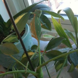 IMG 0584