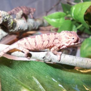 100 1724 male?