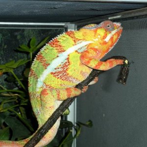 love when his yellow comes out