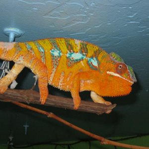 Chrush