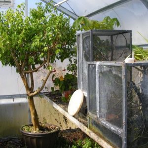 Ranch Location Greenhouse
