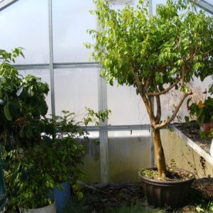 Old Location Greenhouse