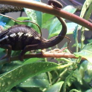 Cham 1