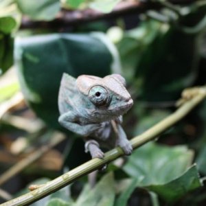 Kermit Young Faly
