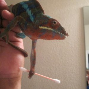 Chamillonaire said" give me the damn Q-tip I clean my own Damn eye"