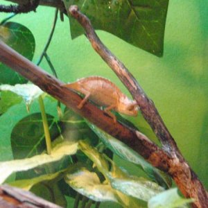 Cinnimon right when i first got her