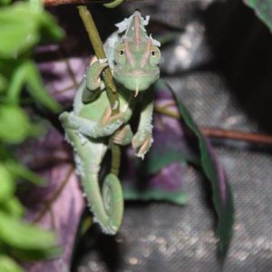 martian on his sleeping branch apprx 6-8 months old