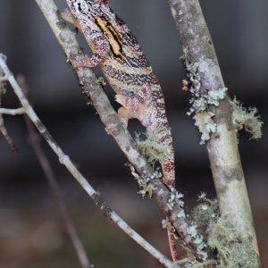 Furcifer minor - male in breeding colors