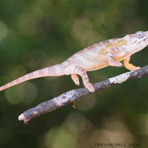 Furcifer minor male