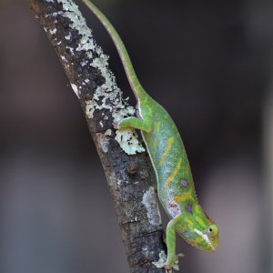 Furcifer minor - female in neutral coloration