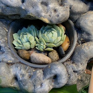 Painted Lady Succulents