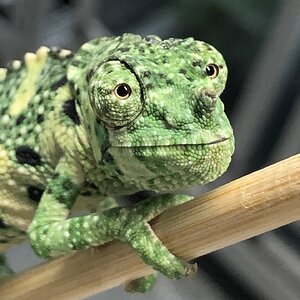 Renoir the Melleri Chameleon