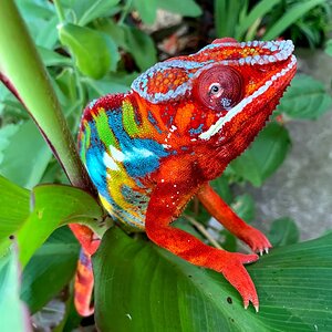 Browning - Ambilobe panther Chameleon