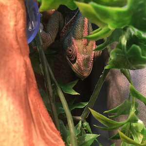 Aloy Hiding